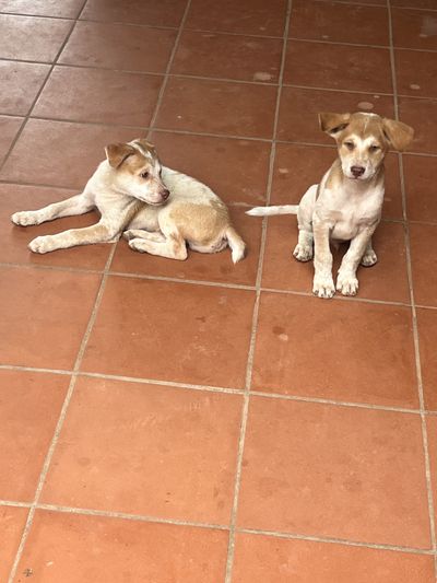Our puppies